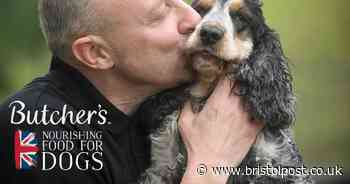 The UK's canine keyworkers helping their owners to serve the community - Bristol Live