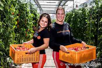 Vakantiekrachten liggen niet meer voor het oprapen voor tuinders
