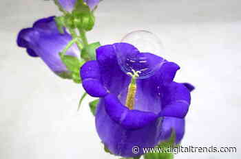 Bubble-blowing drone could help pollinate flowers when no bees are around