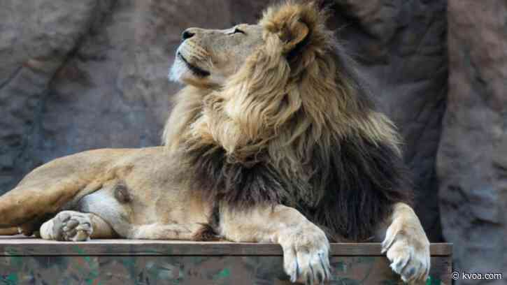 Reid Park Zoo mourns Shombay the Lion after ‘humanely euthanized’ due to kidney disease