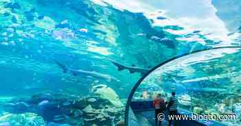 Ripley's Aquarium in Toronto is reopening this week with safety measures in place - blogTO