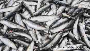 Nordseeküste: Ursache für Fischsterben bleibt rätselhaft - Süddeutsche Zeitung