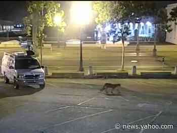 A San Francisco zoo thinks a 50-pound mountain lion that ran loose through the city killed 2 of its wallaroos and a kangaroo