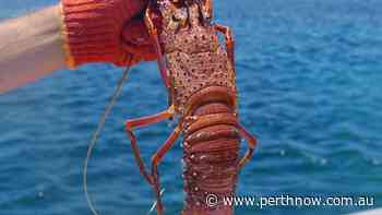 Geraldton rock lobster fisher Sam Vincent Basile cops $8 million penalty for overfishing - PerthNow
