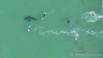 Drone video shows surfers' very close encounter with great white shark