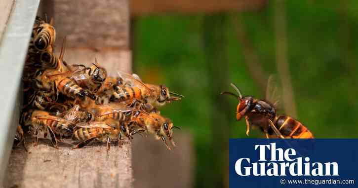 ‘Murder hornets’: race to protect North America's honeybees from giant invader
