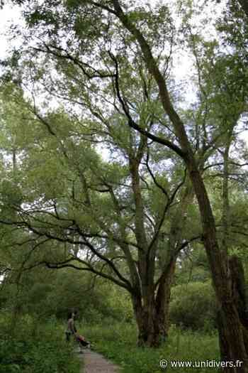 Les arbres de nos jardins Wavrin mercredi 1 juillet 2020 - Unidivers
