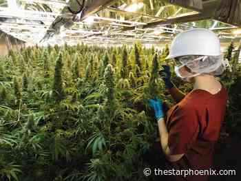 Saskatoon facility among five in Canada being shut down by Aurora Cannabis amid industry turmoil
