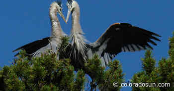 Great blue herons claim a dreamy stretch of river near Crested Butte for high-altitude love nests - The Colorado Sun