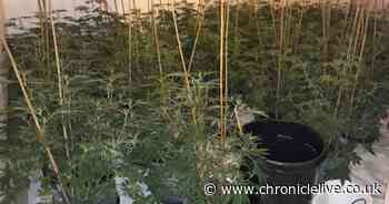 Inside large-scale cannabis farm found in 'desperate and naive' woman's home