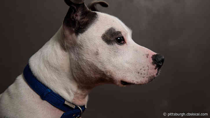Study: Pet Owners Concerned About Their Animals Experiencing Separation Anxiety As Restrictions Get Lifted