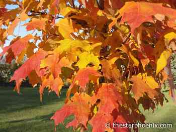 Gardening: At last, a Prairie-hardy sugar maple