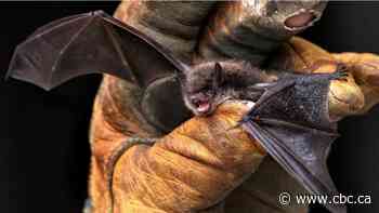 COVID-19 not yet identified in North American bats, Alberta expert says