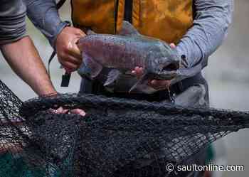 ‘Salmon cannon’ up and running at B.C. landslide, though fish slow to arrive