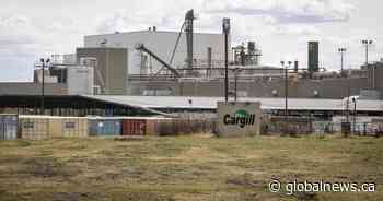 Alberta beef plants nearly back to full capacity after COVID-19 outbreaks, but cattle backlog remains