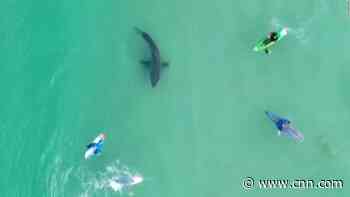 Video shows surfers unaware as great white shark lurks below