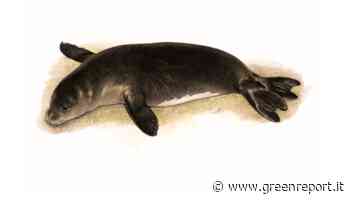 L'Ispra conferma la presenza della foca monaca a Capraia - Greenreport: economia ecologica e sviluppo sostenibile