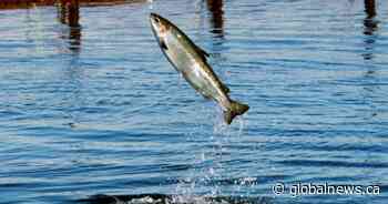 Numbers of large wild Atlantic salmon dipped to near historic lows in 2019