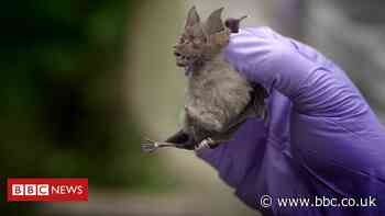 Coronavirus: Looking for viruses in Thai bats