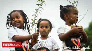 Climate change: Planting new forests 'can do more harm than good'