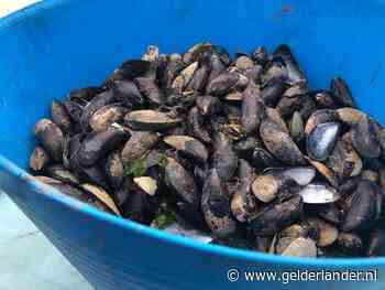 Mosselhandel stelt consument gerust: geen mosselen met gif in de verkoop