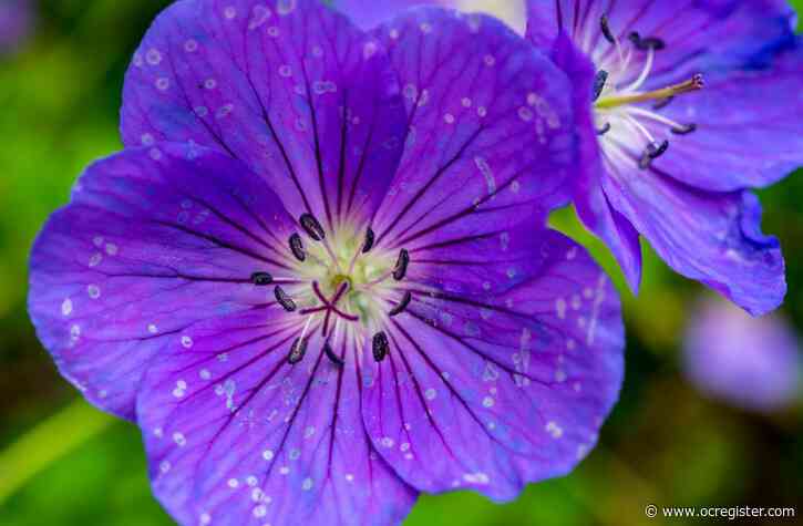 Master Gardener: Fertilizing geraniums, yay or nay?