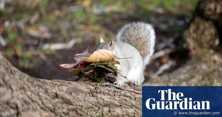 'Revel in the grubby wilderness': how to spot nature from lockdown
