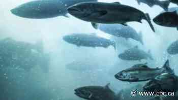 Report finds historic low for numbers of large wild Atlantic salmon