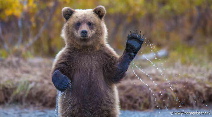 Coyotes contained, here comes the bear of bad news