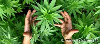 Avellino, in casa con piante di marijuana, erba e hashish. In libertà: uso personale - Irpinia News