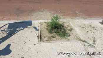 FdI: "Lungomare Marconi abbandonato, erba tagliata ma non raccolta e “sterpaglie” che non diventeranno mai alberi" - Vivere Senigallia