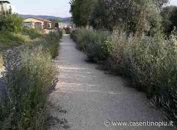 Ciclopista Poppi-Bibbiena: incuria, erba alta e tratto chiuso al transito da novembre - Casentinopiù