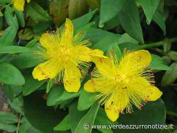 L'iperico, l'erba di San Giovanni o erba delle streghe. - Verde Azzurro Notizie
