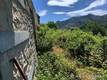 Africo, l’erba di San Giovanni che cura ansia e depressione - Il Reggino