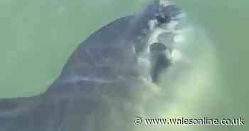 This huge sunfish was spotted off the coast of Wales