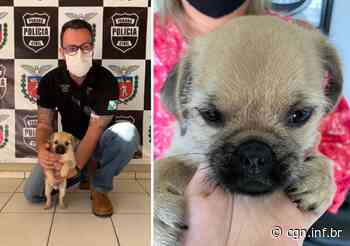 Venda de filhote falso de Pug vira caso de Polícia em Curitiba - CGN