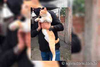 Polícia Civil resgata gato que foi forçado a “fumar” maconha em Curitiba - Agora Litoral