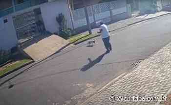 Homem saca arma, atira e mata cachorro na região metropolitana de Curitiba | XV Curitiba - XV Curitiba