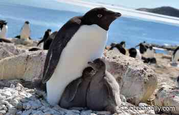 Researchers Shocked to Find Antarctic Penguins Much Happier With Less Sea Ice