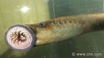 This 'vampire fish' is spawning in Vermont's waters