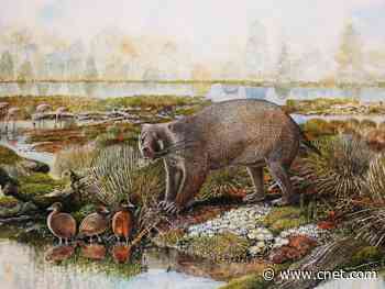 'Mysterious new creature' unearthed in Australia is bear-sized wombat cousin     - CNET