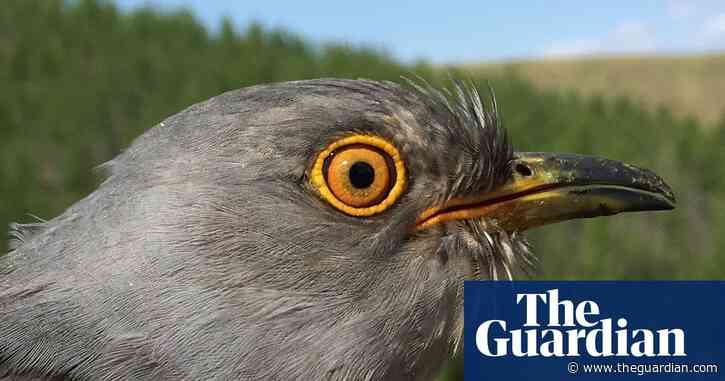 Cloud cuckoo land? How one bird's epic migration stunned scientists