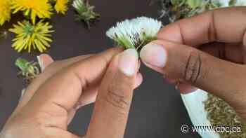 Eating wild plants is a 'world that needs to be rediscovered'