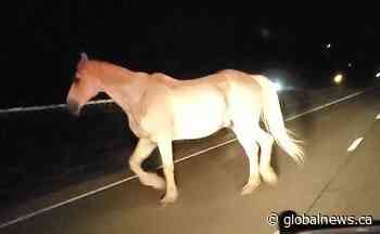Horse found running on Hwy. 115 south of Peterborough, OPP seek owner