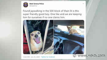 West Seneca police find owners of lost dog they found “jaywalking”