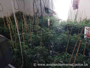 £220k worth of cannabis seized and man arrested in Fishponds, Bristol