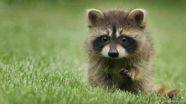 Wochenrückblick KW 26: Angriffe und Attacken auf alle