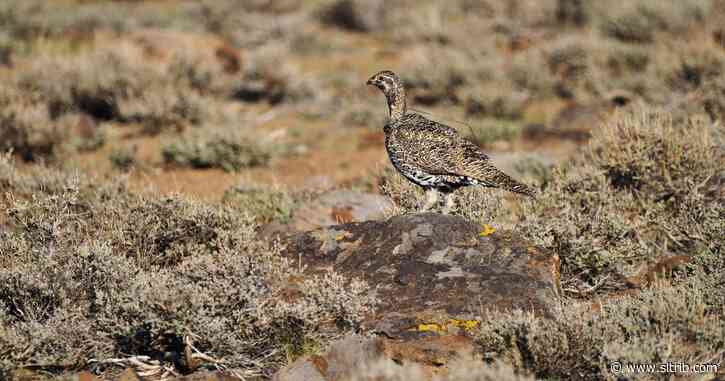 Conservation groups will sue Trump administration to designate bi-state grouse as endangered species