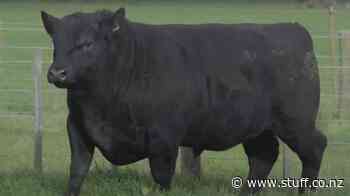 No bull: Angus beast sells for $92000 at auction - Stuff.co.nz