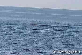 Una balena di 9 metri davanti al mare di Catania, “L’hai vista? Una coda!” (VIDEO) - BlogSicilia.it